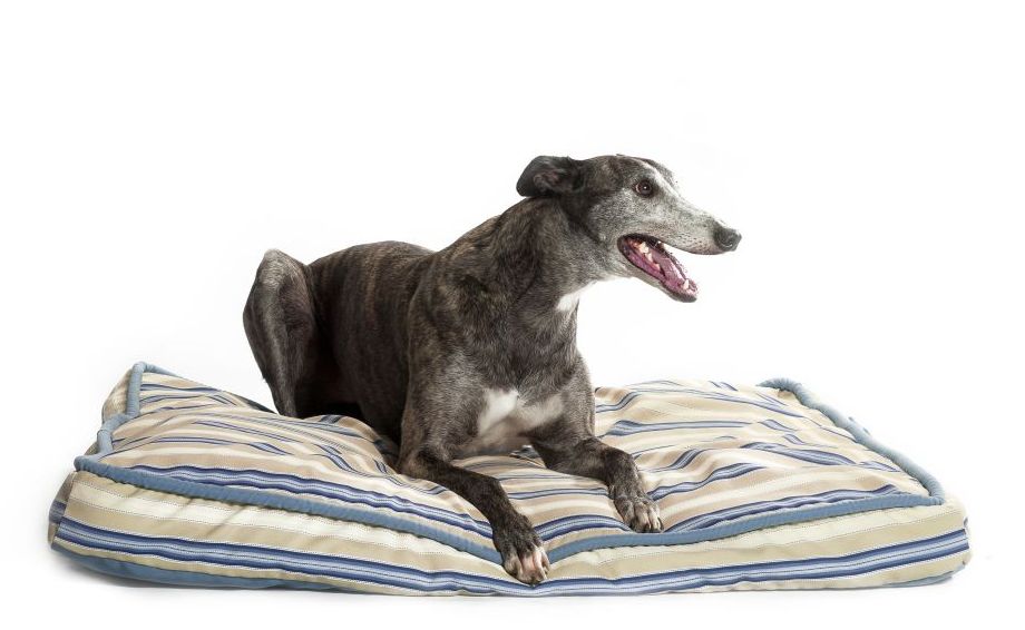 indestructible dog blanket