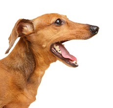 Types of Bad Dog Behavior