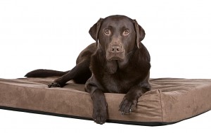 anatomy-indestructible-dog-bed